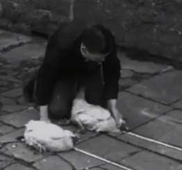Flashback to 1934 – How to mesmerise a chicken