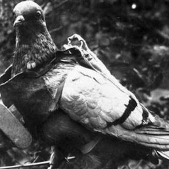 Hear the one about WWII remote controlled bomb-pigeons?