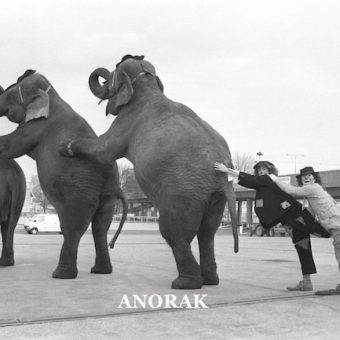 Elephants behaving sadly in the 20th Century: photos