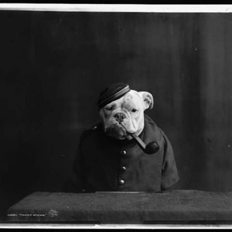 1905: Portraits of Bulldogs in Fancy Dress