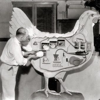 1930: The Mechanical Hen Demonstrates The Anatomy Of A Chicken