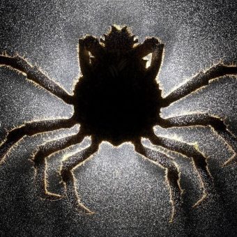 Mindsuckers: Brain-Controlling Parasites That Turn Creatures Into Zombies