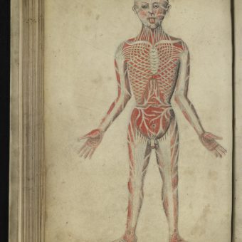 Wound Man And Other Illustrations From Pseudo-Galen, Anatomia (14th Century)