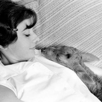 Audrey Hepburn And Her Pet Fawn Ip