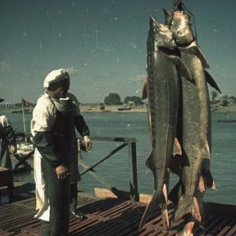 Caviar Fishing On The Caspian Sea (1949)