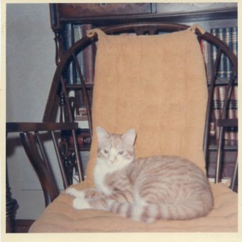 I Felis Catus: A Cat At Home In The 1970s