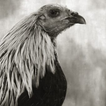 Augurs And Soothsayers: Glory To The Ancient Chicken